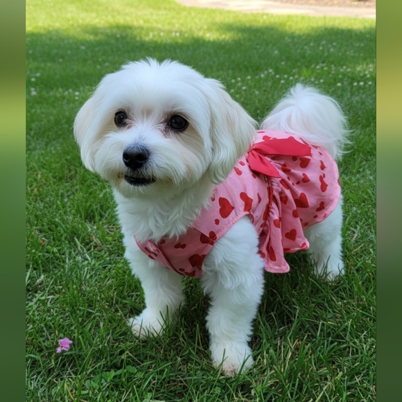 Other - Pink/Red Valentine's Day Heart Print Dog/Pet Dress Costume Size Medium- NWOT